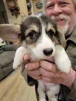 Tulip, a female Pembroke Welsh Corgi for sale in Lake Stevens, WA – 2 of 4
