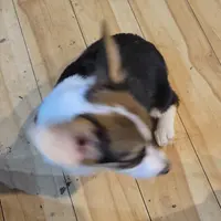 Itty-Bitty, a female Pembroke Welsh Corgi for sale in Lake Stevens, WA – Photo 2 of 2