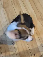 Itty-Bitty, a female Pembroke Welsh Corgi for sale in Lake Stevens, WA – Photo 2 of 2