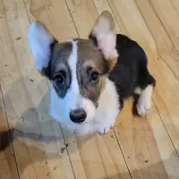 Itty-Bitty, a female Pembroke Welsh Corgi for sale in Lake Stevens, WA – Photo 1 of 2