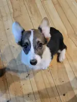 Itty-Bitty, a female Pembroke Welsh Corgi for sale in Lake Stevens, WA – Photo 1 of 2