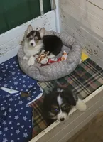 Mickey the Fluffy Corgi, a male Pembroke Welsh Corgi for sale in Lake Stevens, WA – 2 of 8