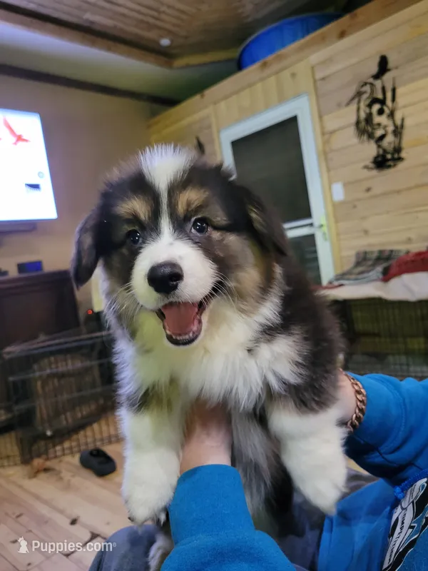 Minnie The Fluffy Corgi – Pembroke Welsh Corgi puppy for sale in Lake Stevens, WA