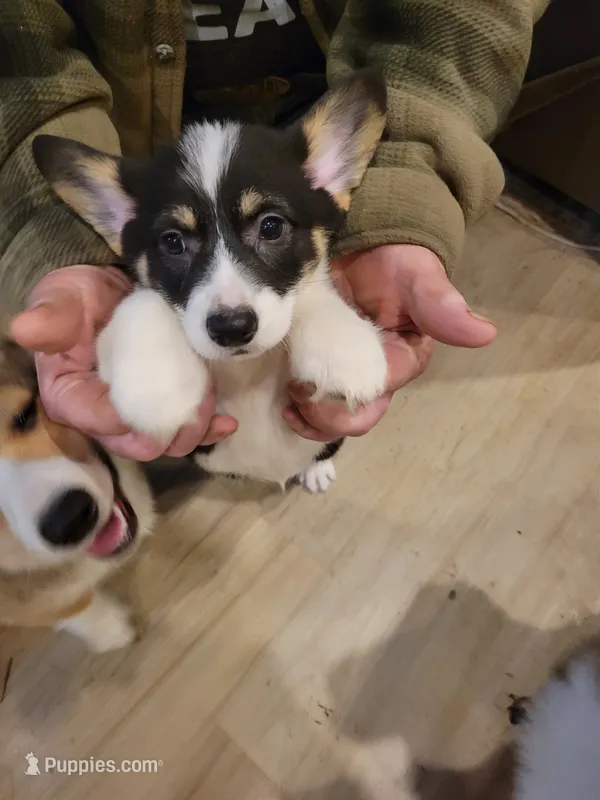 Daisy – Pembroke Welsh Corgi puppy for sale in Lake Stevens, WA