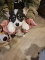 Daisy, a female Pembroke Welsh Corgi for sale in Lake Stevens, WA – 1 of 4