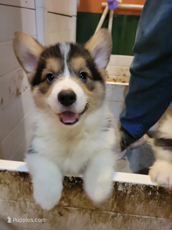 Mickey the Fluffy Corgi – Pembroke Welsh Corgi puppy for sale in Lake Stevens, WA