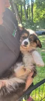 Minnie The Fluffy Corgi, a female Pembroke Welsh Corgi for sale in Lake Stevens, WA – 5 of 7