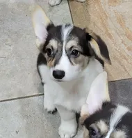Peony, a female Pembroke Welsh Corgi for sale in Lake Stevens, WA – 4 of 6
