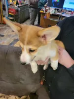 Tango, a male Pembroke Welsh Corgi for sale in Lake Stevens, WA – 2 of 4
