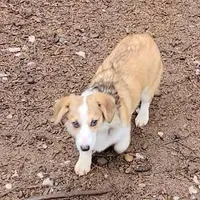Sonya, a female Pembroke Welsh Corgi for sale in Lake Stevens, WA – Photo 3 of 7