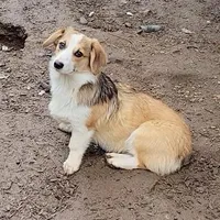 Sonya, a female Pembroke Welsh Corgi for sale in Lake Stevens, WA – Photo 1 of 7