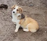 Sonya, a female Pembroke Welsh Corgi for sale in Lake Stevens, WA – Photo 1 of 7