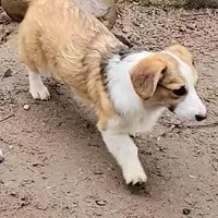 Sonya, a female Pembroke Welsh Corgi for sale in Lake Stevens, WA – Photo 2 of 7