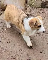 Sonya, a female Pembroke Welsh Corgi for sale in Lake Stevens, WA – Photo 2 of 7