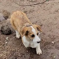 Sonya, a female Pembroke Welsh Corgi for sale in Lake Stevens, WA – Photo 7 of 7