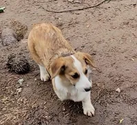 Sonya, a female Pembroke Welsh Corgi for sale in Lake Stevens, WA – Photo 7 of 7