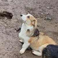 Sonya, a female Pembroke Welsh Corgi for sale in Lake Stevens, WA – Photo 4 of 7