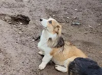 Sonya, a female Pembroke Welsh Corgi for sale in Lake Stevens, WA – Photo 4 of 7