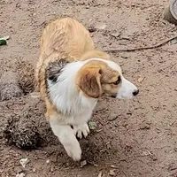 Sonya, a female Pembroke Welsh Corgi for sale in Lake Stevens, WA – Photo 6 of 7