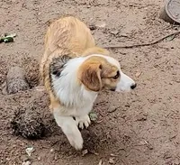 Sonya, a female Pembroke Welsh Corgi for sale in Lake Stevens, WA – Photo 6 of 7