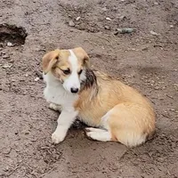 Sonya, a female Pembroke Welsh Corgi for sale in Lake Stevens, WA – Photo 5 of 7