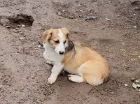 Sonya, a female Pembroke Welsh Corgi for sale in Lake Stevens, WA – Photo 5 of 7