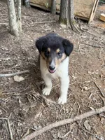 Moosey , a male Collie for sale in Buchanan, GA – 6 of 7