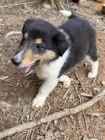 Moosey , a male Collie for sale in Buchanan, GA – 2 of 7