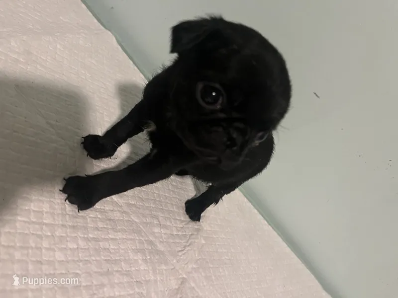 Newton – Pug puppy for sale in Buchanan, GA