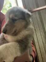 Gertie, a female Collie for sale in Buchanan, GA – 1 of 1
