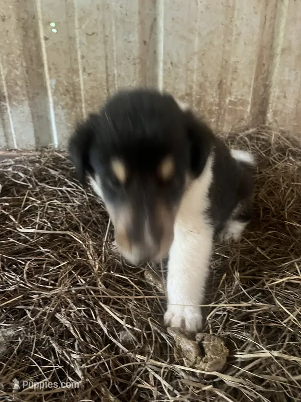 Moosey  – Collie puppy for sale in Buchanan, GA
