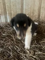 Moosey , a male Collie for sale in Buchanan, GA – 1 of 2