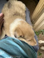 June, a female Collie for sale in Buchanan, GA – 1 of 1