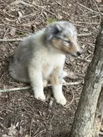 Blue, a male Collie for sale in Buchanan, GA – 3 of 5