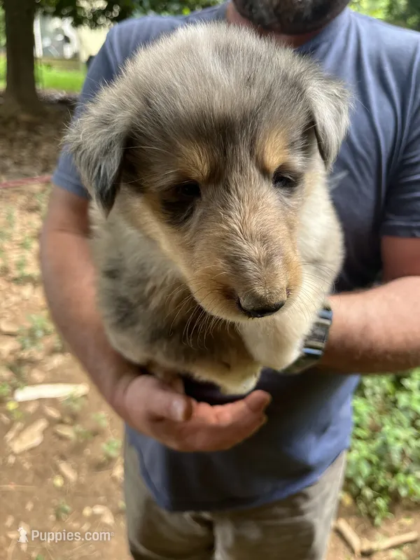 Blue – Collie puppy for sale in Buchanan, GA