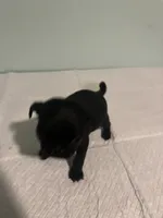 Josie, a female Pug for sale in Buchanan, GA – 3 of 4