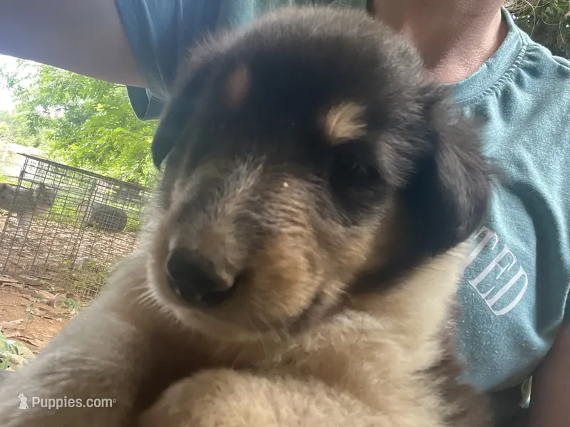 Moosey  – Collie puppy for sale in Buchanan, GA