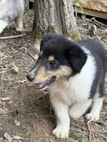 Moosey , a male Collie for sale in Buchanan, GA – 1 of 7