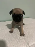 Cherio, a male Pug for sale in Buchanan, GA – 2 of 3