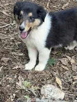Moosey , a male Collie for sale in Buchanan, GA – 3 of 7