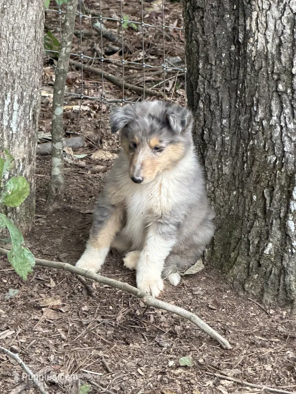 Blue – Collie puppy for sale in Buchanan, GA