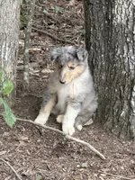Blue, a male Collie for sale in Buchanan, GA – 1 of 5