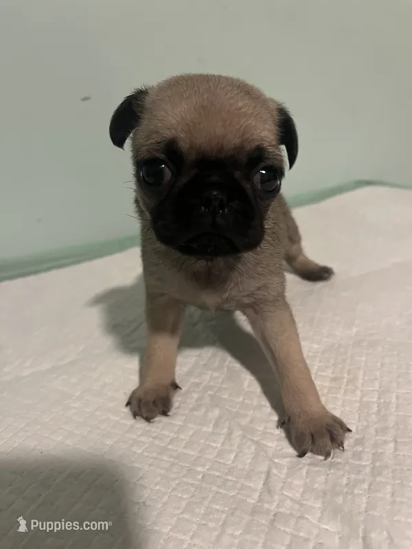 Cherio – Pug puppy for sale in Buchanan, GA