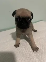 Cherio, a male Pug for sale in Buchanan, GA – 1 of 3