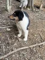 Moosey , a male Collie for sale in Buchanan, GA – 7 of 7
