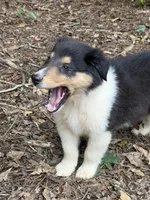 Moosey , a male Collie for sale in Buchanan, GA – 4 of 7