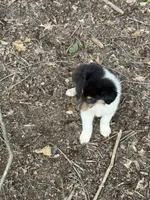Moosey , a male Collie for sale in Buchanan, GA – 5 of 7