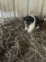 Moosey , a male Collie for sale in Buchanan, GA – 2 of 2