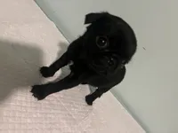 Newton, a male Pug for sale in Buchanan, GA – 2 of 3