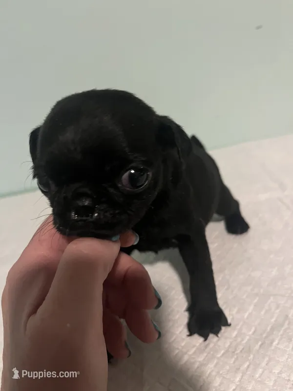 Josie, a female Pug for sale in Buchanan, GA – 1 of 4